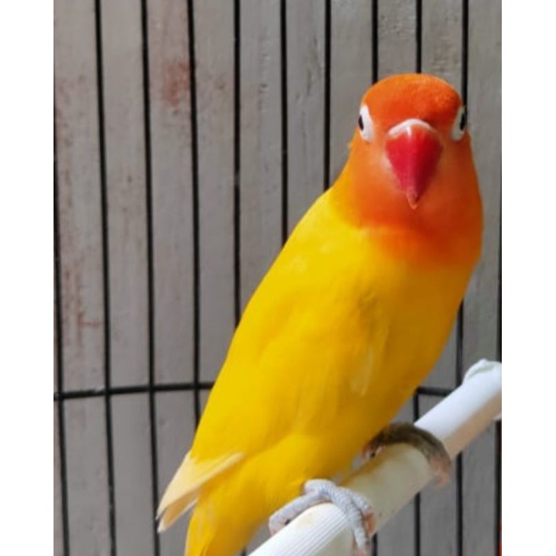 Burung love bird lutino MH Ring JUNIOR LBF