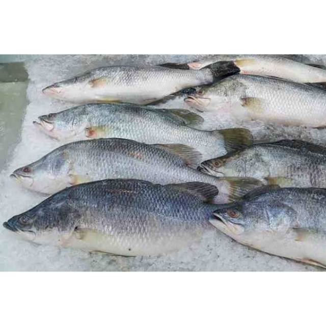 

Ikan Kakap Putih 1 KG