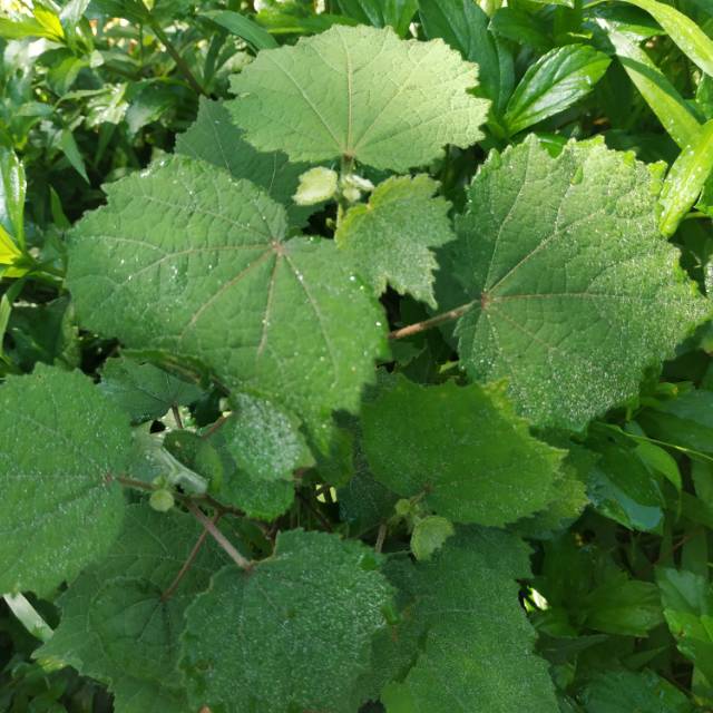 

DAUN PULUTAN SEGAR 1 KG