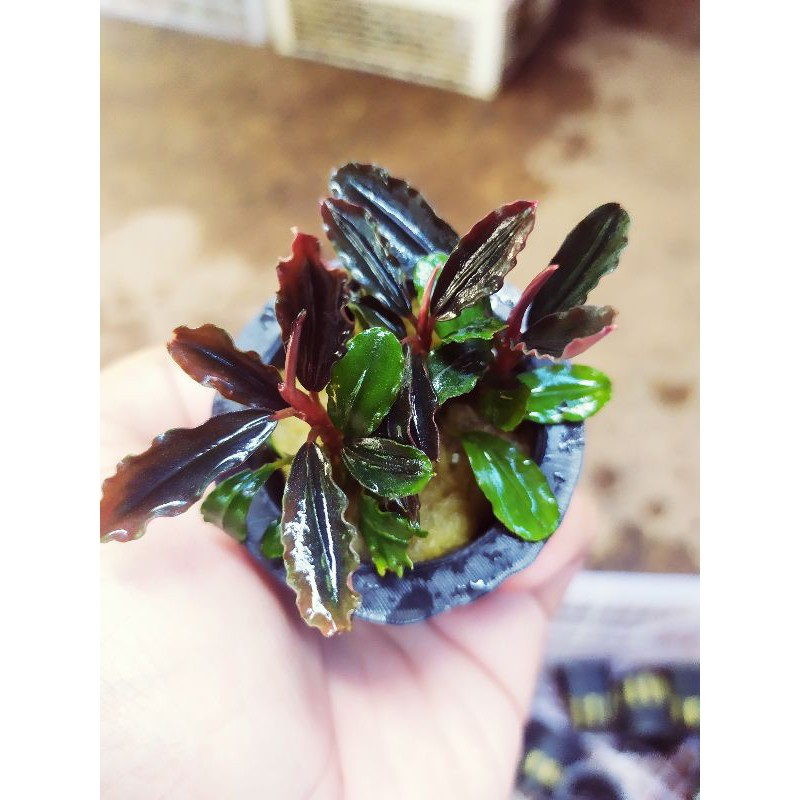 bucephalandra brownie brown