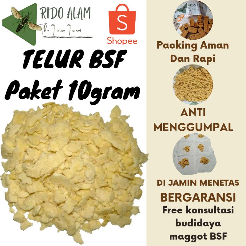 Telur lalat bsf per 10gram Telur maggot bsf berkwalitas termurah