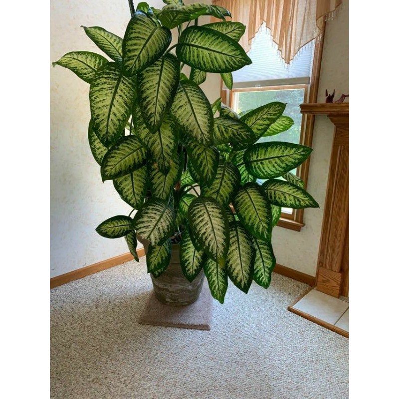 tanaman hias bunga dieffenbachia seguine sri rejeki