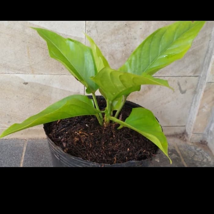 Tanaman Hias Anthurium Garuda - Anturium Garuda - Tanaman Indoor
