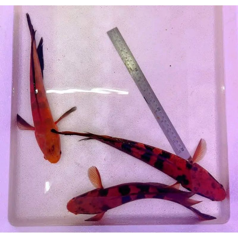 RED BARITO 5-7CM.MAKAN CACING LINCAH SINGGLE TANK.