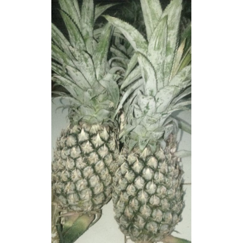 

nanas madu palembang perbiji