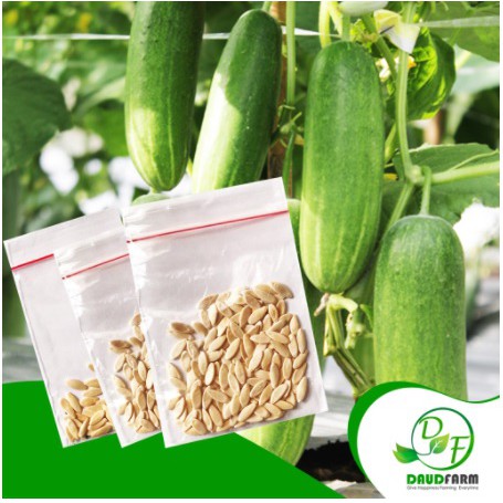 BENIH MENTIMUN LALAP/MODEL 21