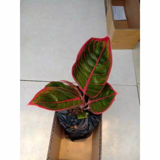 Aglonema Kanza tanaman hias aglonema kanza remaja Aglonema Kanza tanaman hias aglonema kanza remaja
