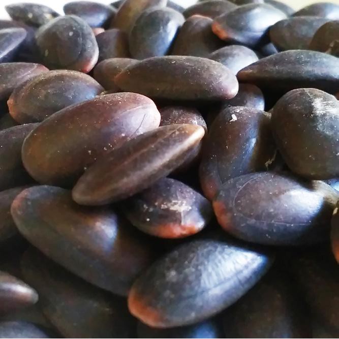 

Biji Kedaung (Parkia Roxburgii G. Don.) 1 Kg