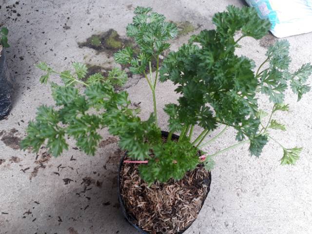 Tanaman herbal peterseli Parsley masakan