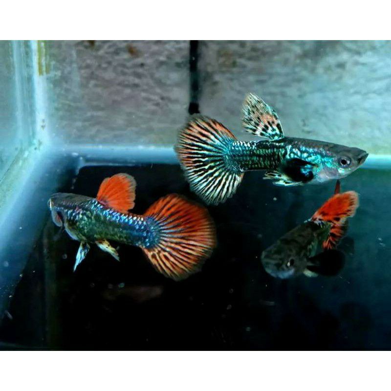 ikan guppy red dragon