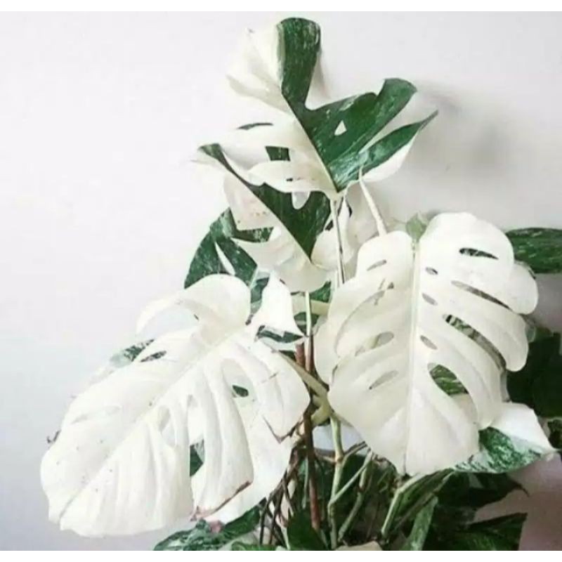 PROMO Monstera deliciosa variegata - bonggol monstera varigata deliciosa