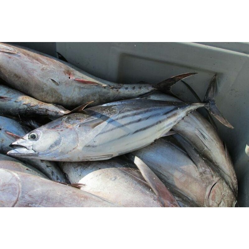 

ikan tongkol abu abu 500g