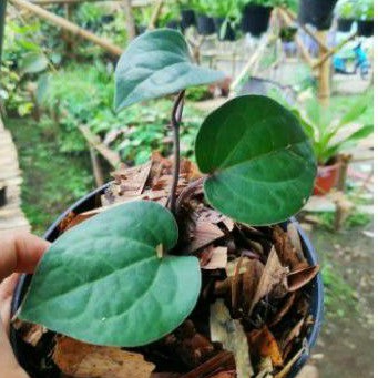 Tanaman Hias Sirih Hitam Bibit