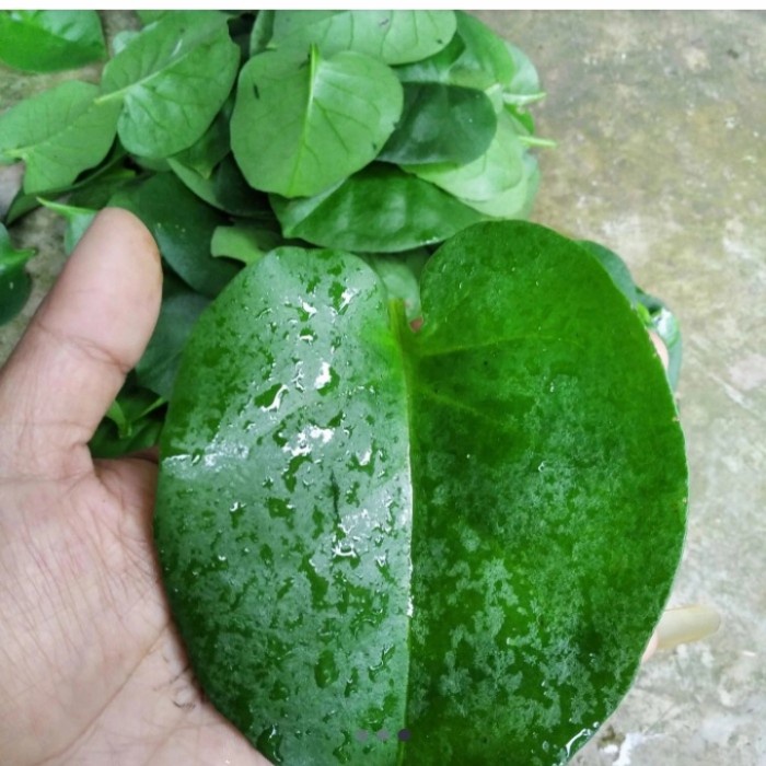 

herbal daun binahong segar