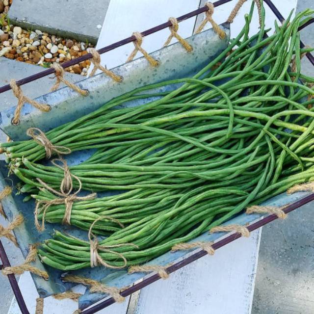 20 Biji - Benih Kacang Panjang KANTON TAVI Tahan Virus