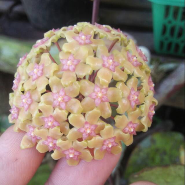 Hoya Verticilata