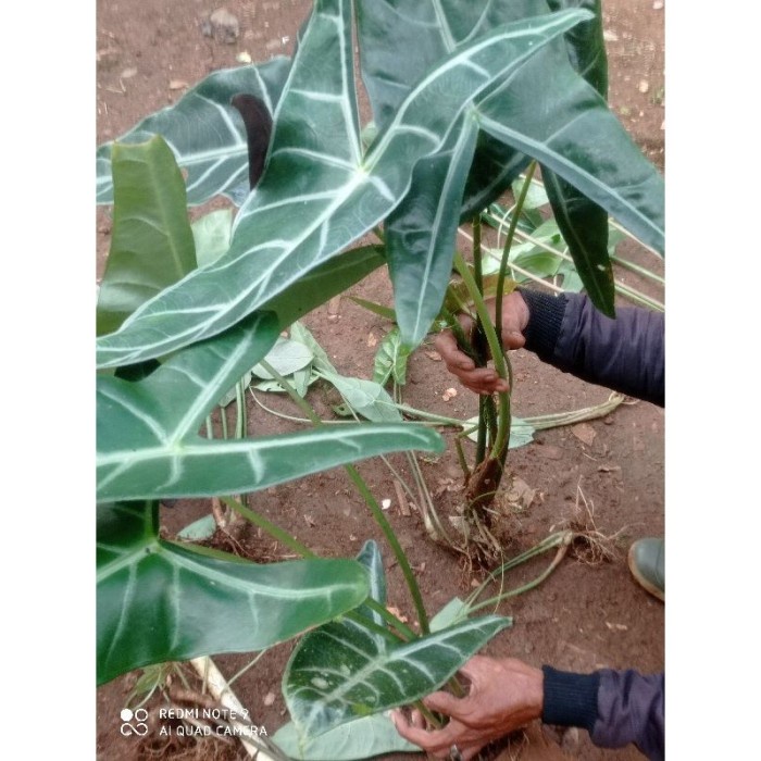 tanaman hias keladi amazon tengkorak lokal