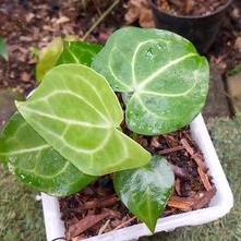 Anthurium tarantula kuping gajah