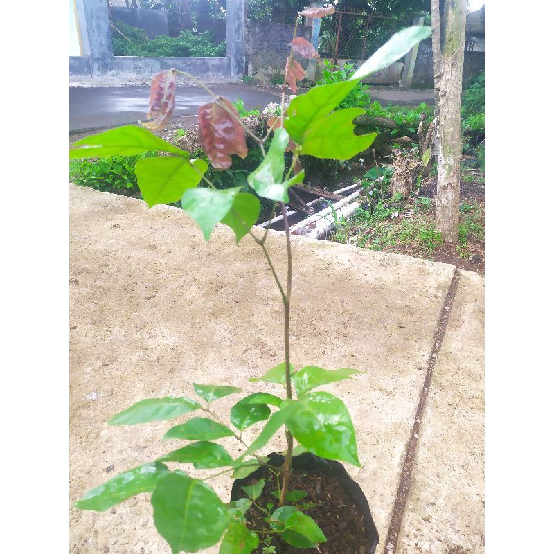 bibit pohon jengkol tanaman jengkol buah jengkol