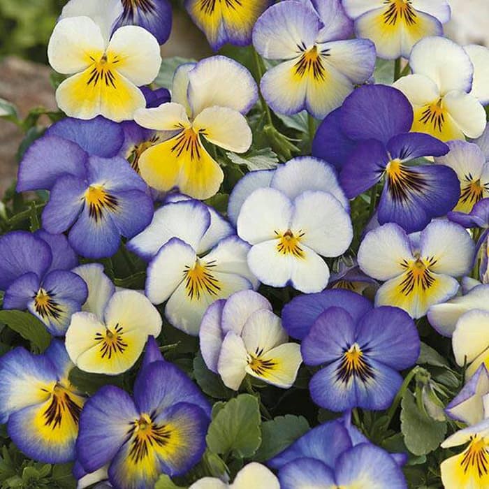 Benih Bibit Biji - Bunga Pansy Cool Summer Breeze Flower Seeds - IMPORT