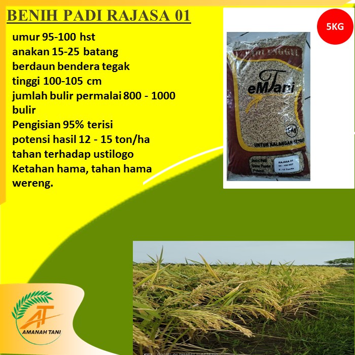 BENIH PADI 1000 BULIR RAJASA 01 HASIL MELIMPAH PADI VIRAL