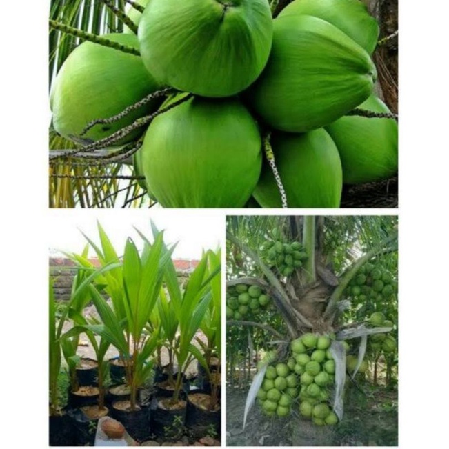 

kelapa hibrida