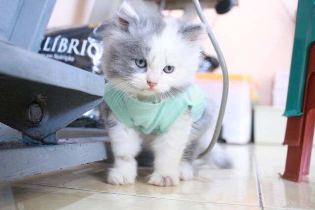 Kaos ucansee polos warna toska untuk kucing &amp; anjing /Jual Baju Kucing Terlengkap Size S-XL