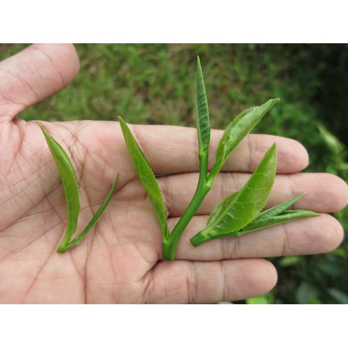 

Indonesian Organic Imperial White Tea | ANTI OKSIDAN SUPER - 30 gram - tth1673