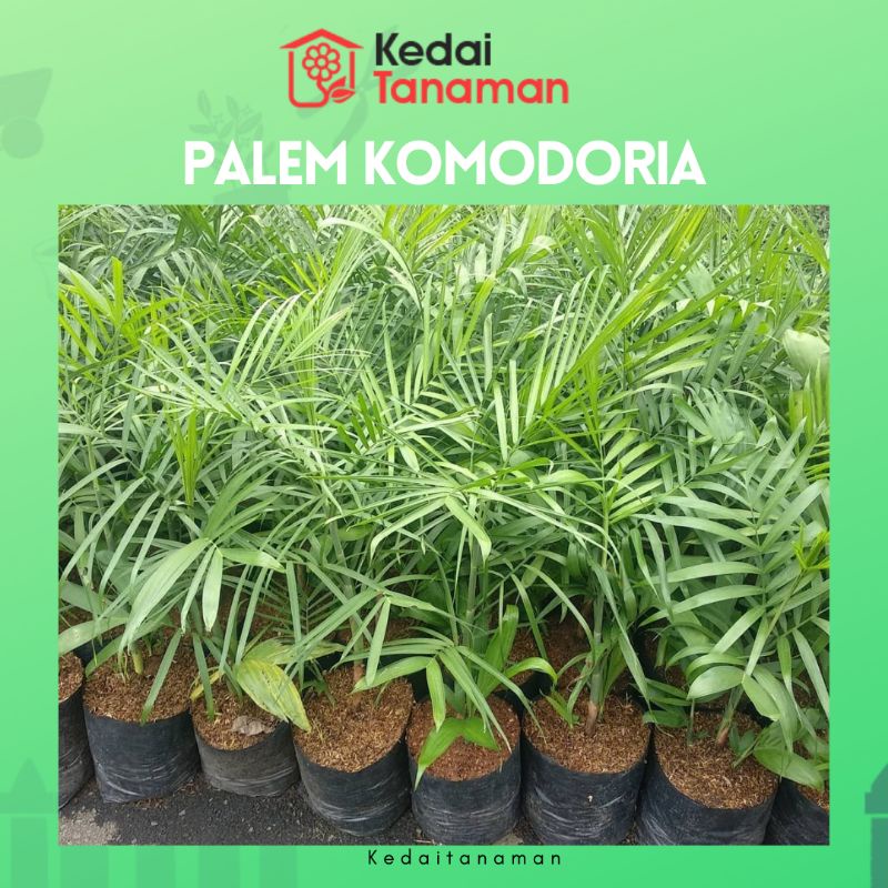 Tanaman Hidup Palem Bambu Komodoria - Tanaman Hias Palem Chamaedorea - bibit pohon Palm Comodoria