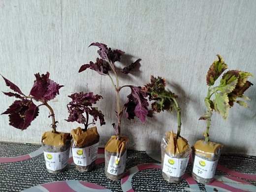 No 20 Tanaman Hias Miana/coleus/iler/jawer Kotok