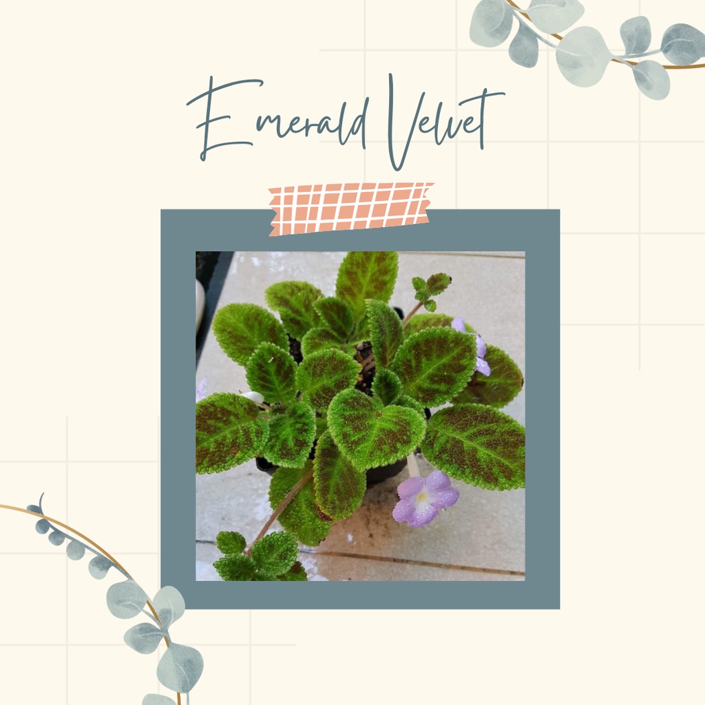 Episcia Import Episcia Emerald Velvet Tanaman Hias Episcia Import