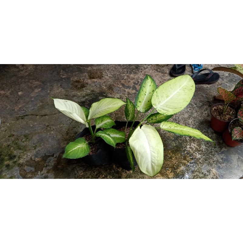 paket 2 aglonema diven tisu dan diven harmony