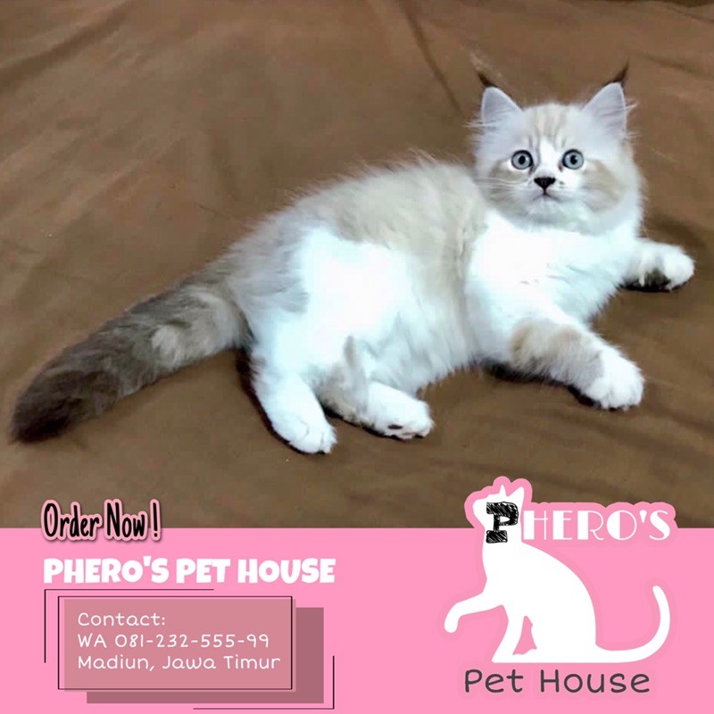Kucing Persia Bicolor Silver Tebby Langka #pherospethouse #pheros_pet_house PHEROS PET HOUSE