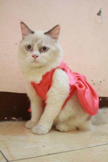 Dresd peach princess Niu / dress kucing lucu murah terlaris / baju kucing murah size S M L XL