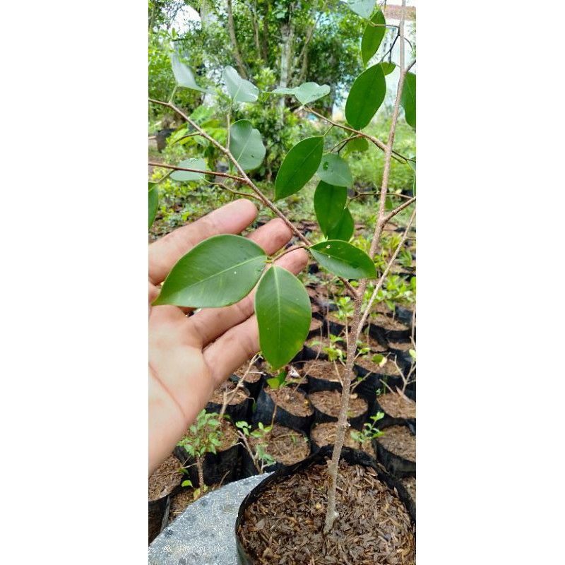 Bibit bringin/Ficus benjamina 50-60cm