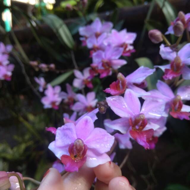 Anggrek doritis dewasa,spike