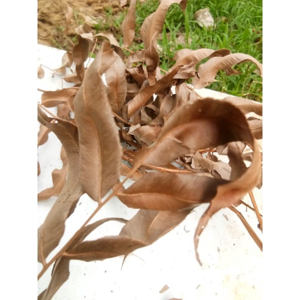 DAUN KELAKAI KERING 1 KG