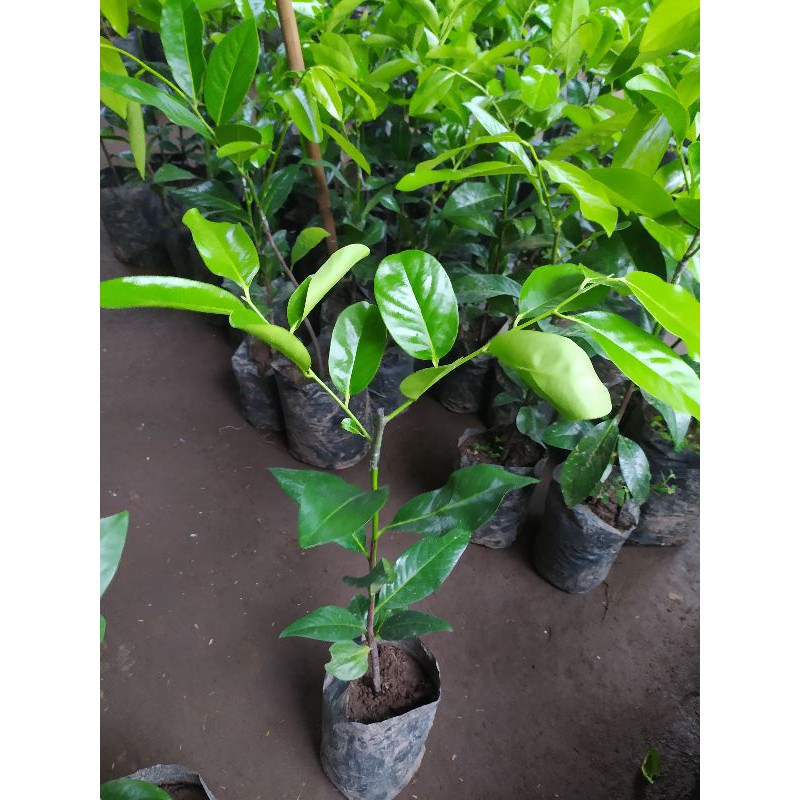 

black sapote
