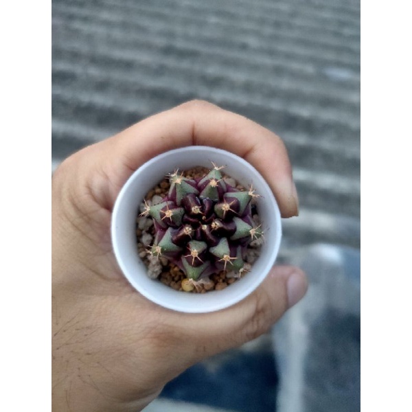 Kaktus Gymnocalycium-Gymno Purple Nebula