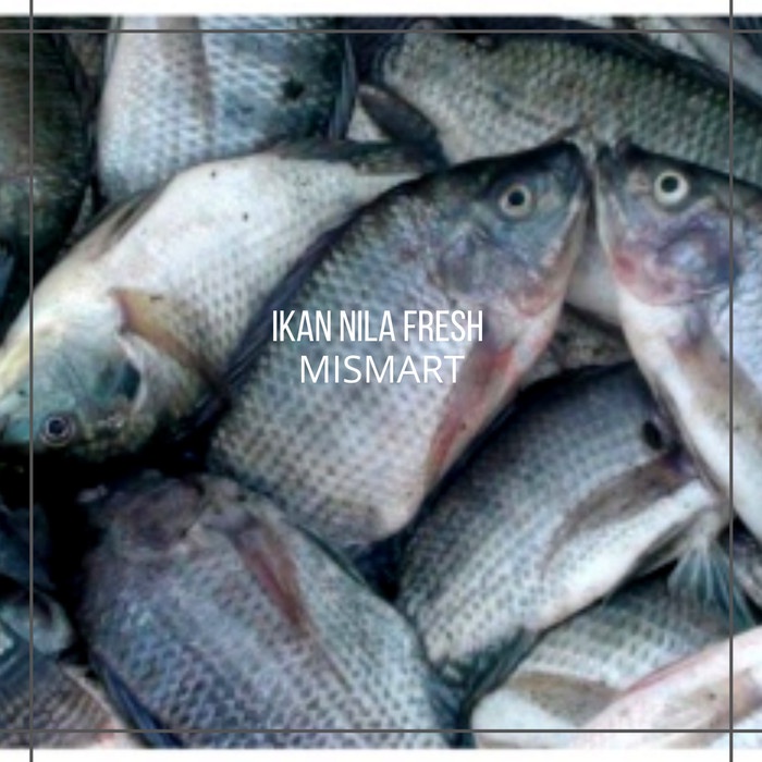 IKAN NILA SEGAR - 1kg - 1kg