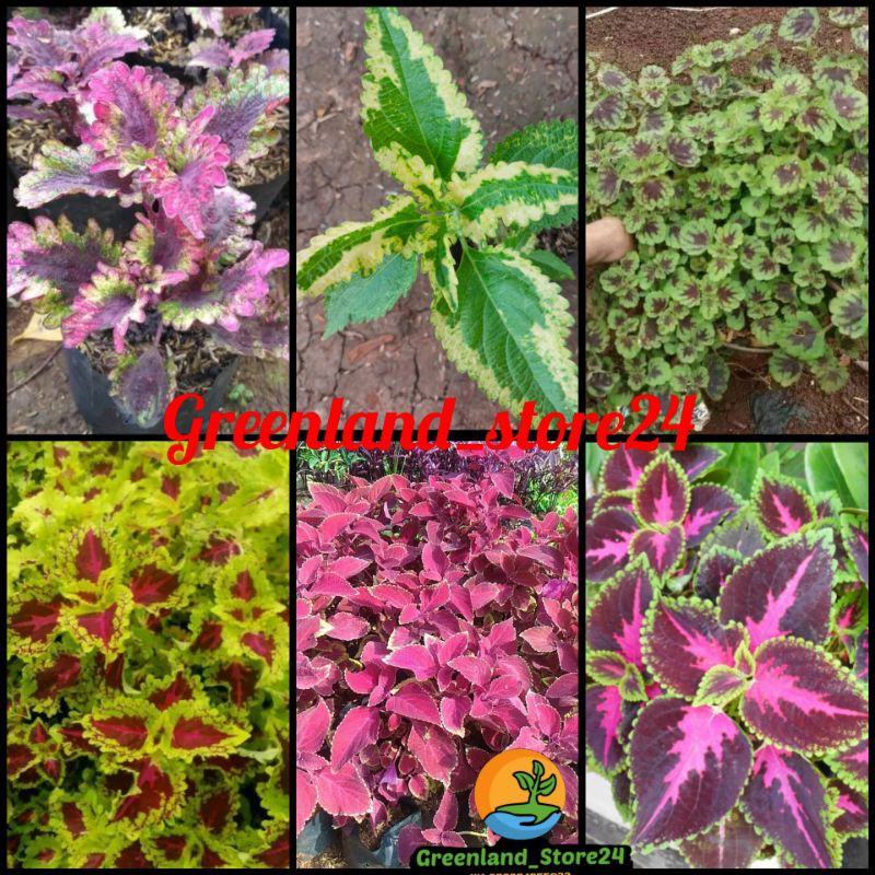 paket 6 jenis tanaman hias miana - miana merah - miana hias - miana loreng - miana mini - miana