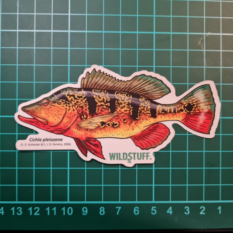 

STICKER PEACOCK BASS CICHLA PLEIOZONA
