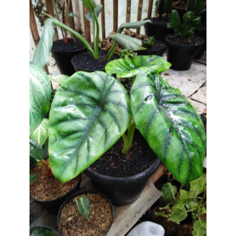 keladi tengkorak hijau