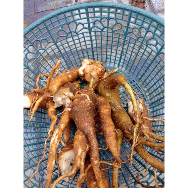 

Akar gingseng segar 250 gr herbal