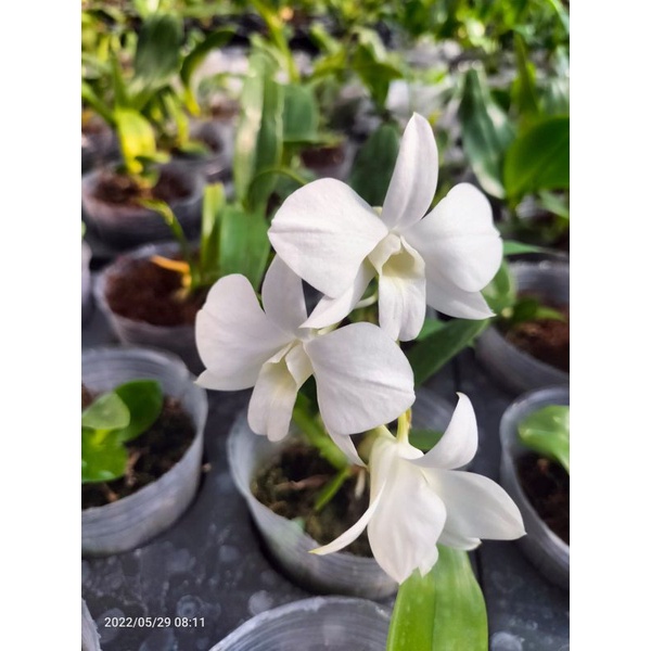 ANGGREK DENDROBIUM LARAT PUTIH