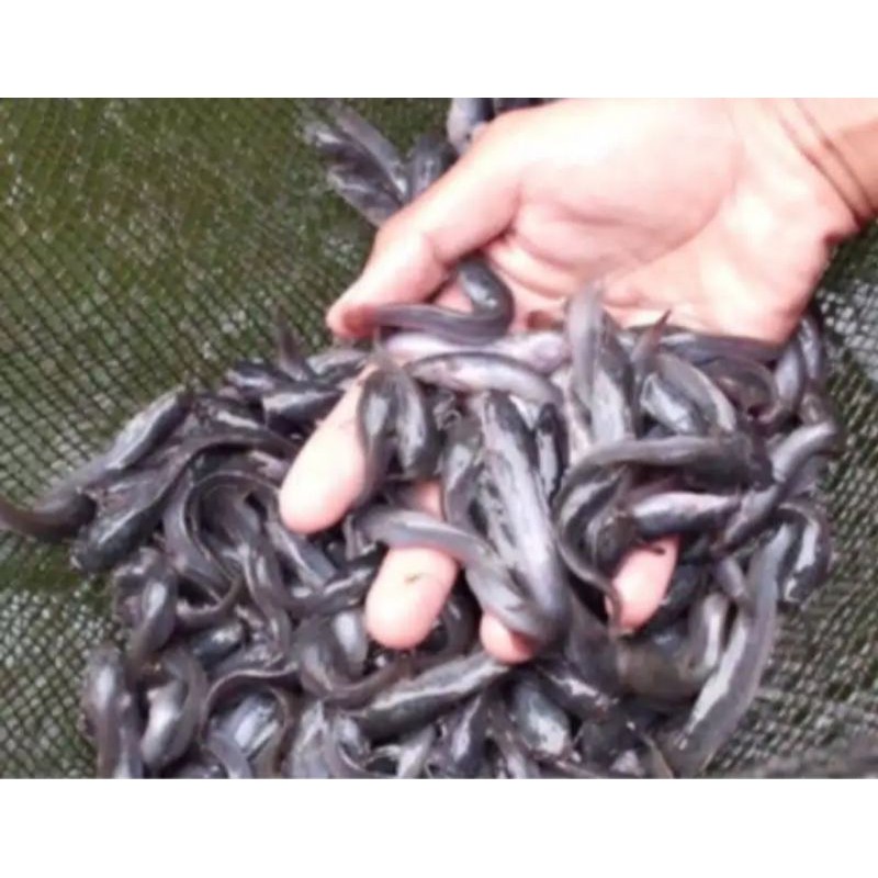 bibit lele / benih lele berkulitas murah ukuran 3/4/5 cm