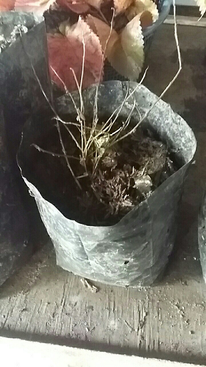 Tanaman Hias Bunga Blue Eyes Atau Baby Blue Rimbun