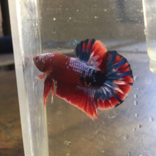 ika cupang hellboy bold