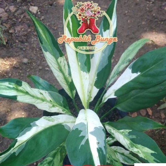 Bunga Peace Lily Tanaman Hias Bunga Peace Lily Variegata Sepatu Filum Tanaman Hias Lily