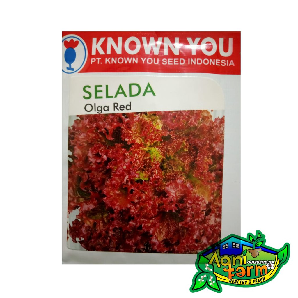 Benih Bibit Selada Olga Red - Known You Seed KYS